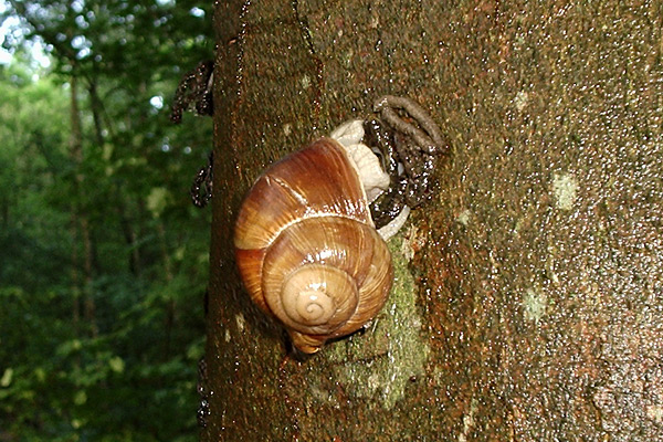 Schnecklein, Schnecklein...