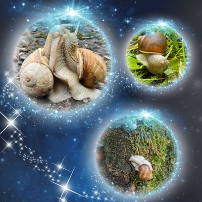 Schnecklich verliebt – Das große Wiederkriechen