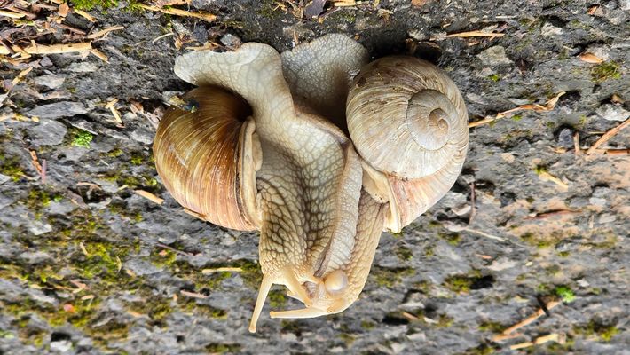 Schneckliche Liebe auf dem Asphalt