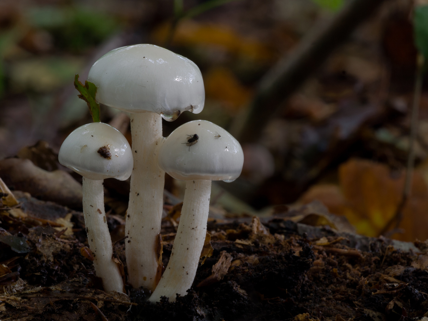 Schnecklinge auf Insektenfang