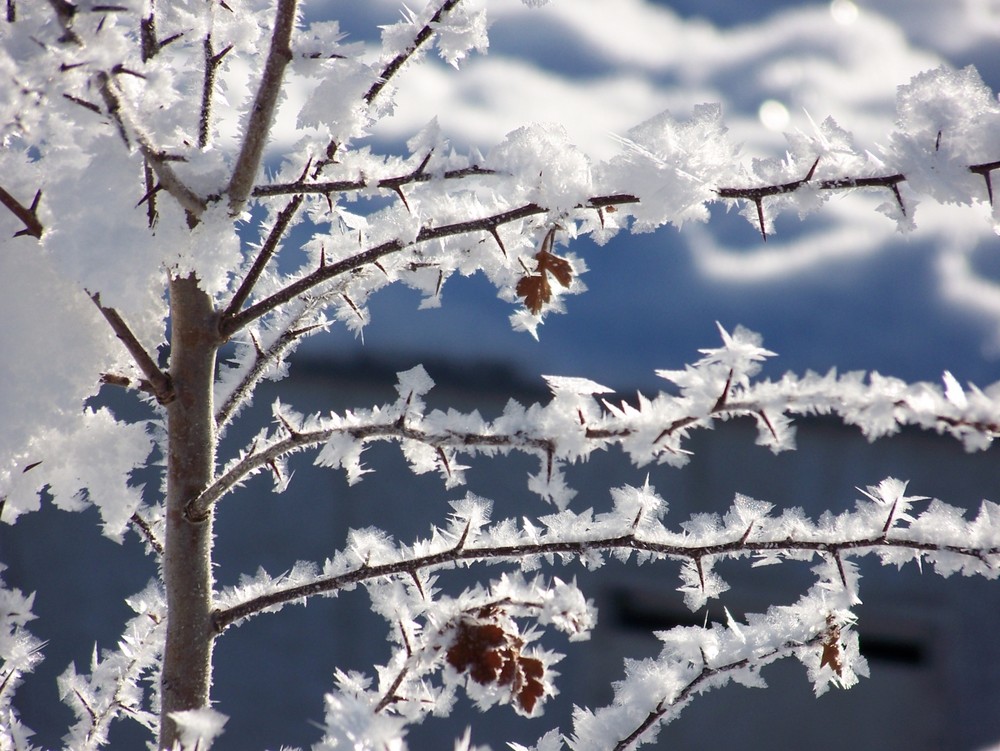 Schnee..