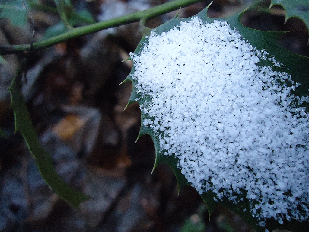 Schnee