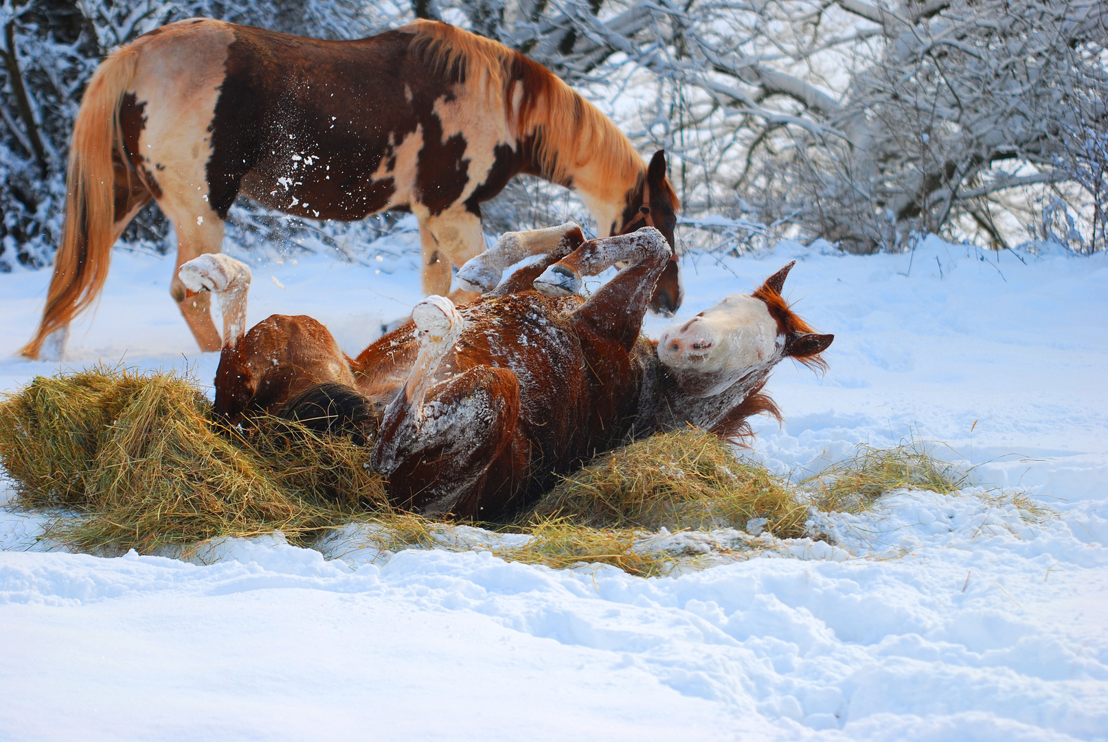 Schnee