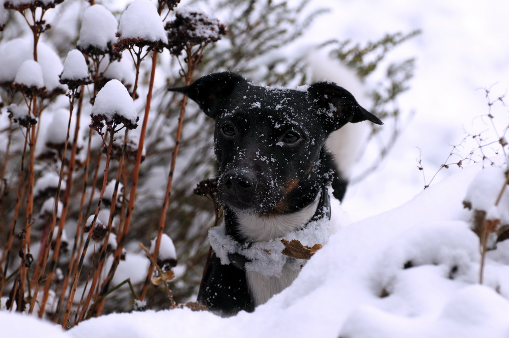 Schnee...