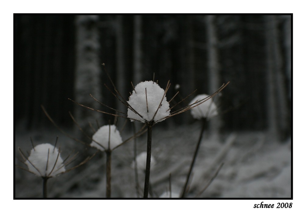 schnee 2008