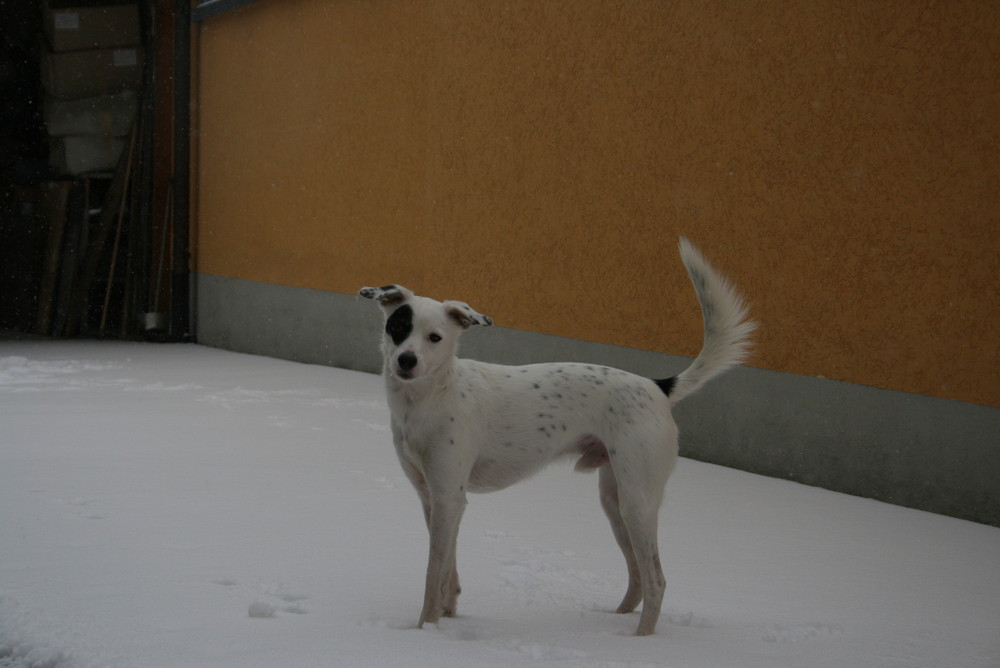 Schnee 2009