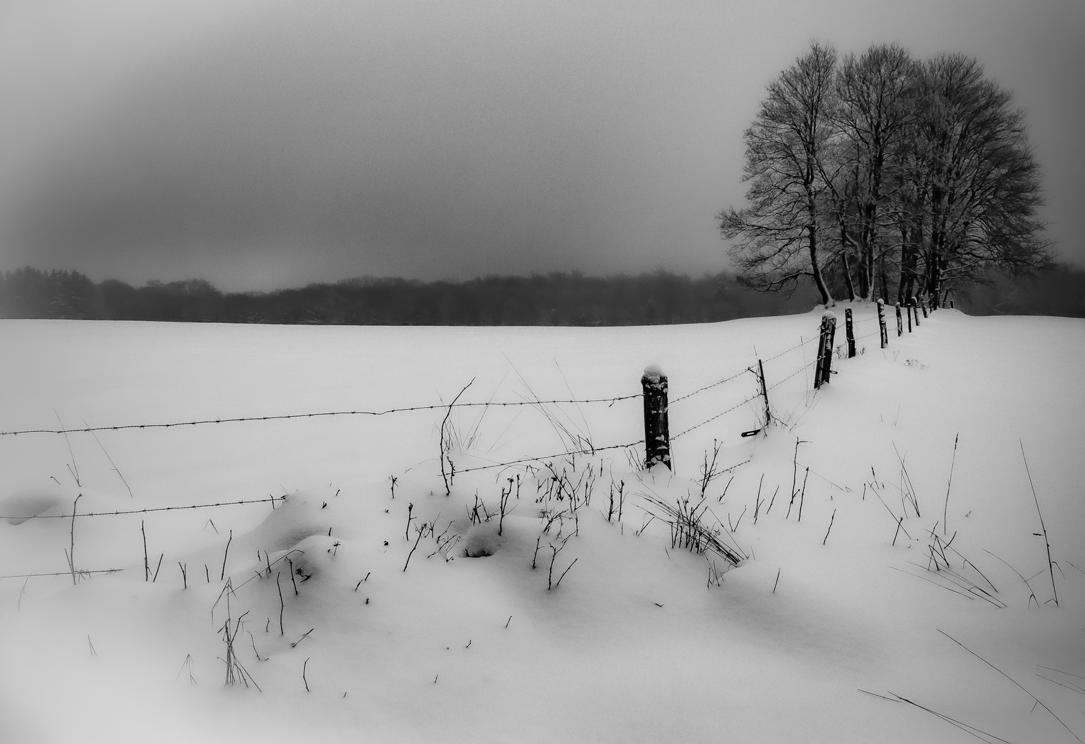 Schnee..... Foto & Bild pflanzen, pilze & flechten, bäume