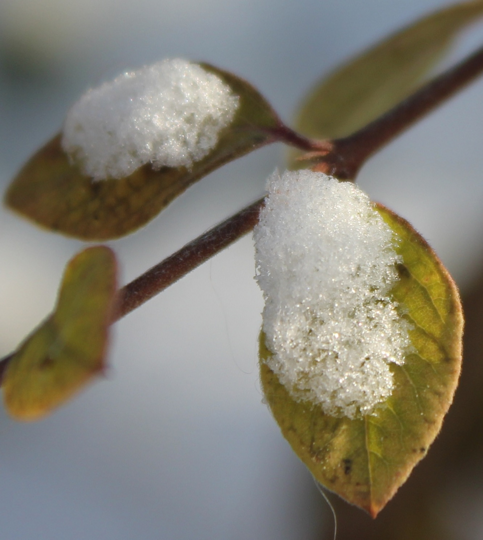 Schnee