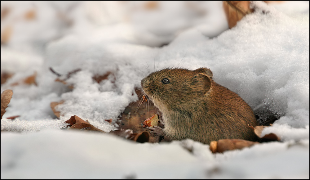 Schnee Foto Bild Tiere Wildlife Saugetiere Bilder Auf Fotocommunity