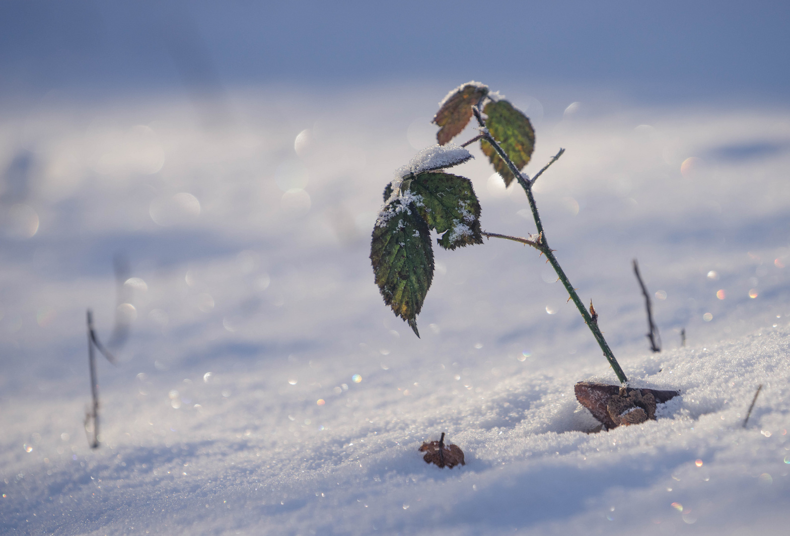 Schnee