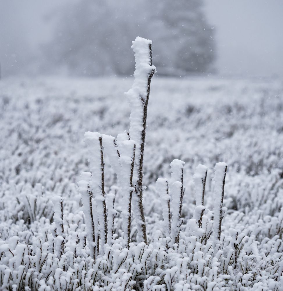 Schnee