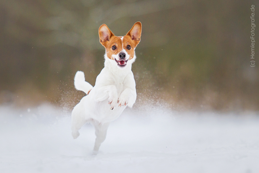 Schnee-Action mit Muffin