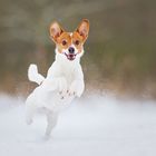 Schnee-Action mit Muffin