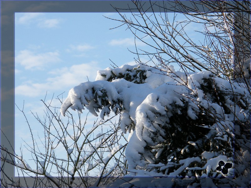 >> "Schnee" Adler > Wer vermisst ihn?