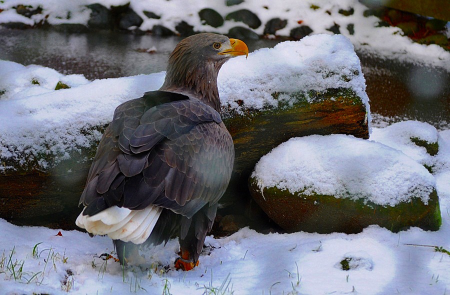 "Schnee - Adler "