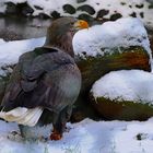 "Schnee - Adler "