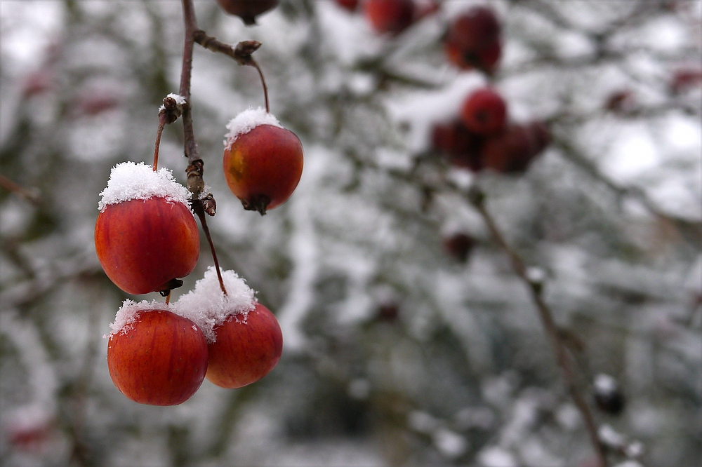 Schnee-Äpfelchen...