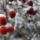 Schnee-Äpfelchen...