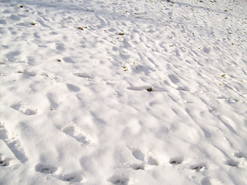 Schnee, aktuell, heute