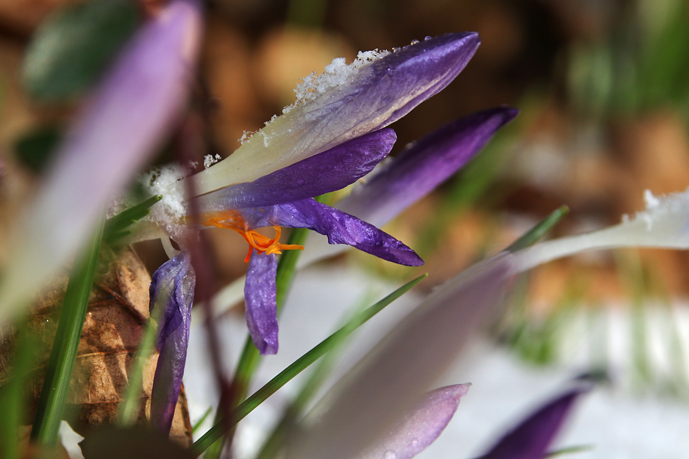 Schnee-Alarm bei den Krokusblüten