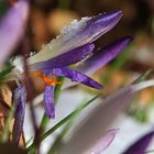 Schnee-Alarm bei den Krokusblüten