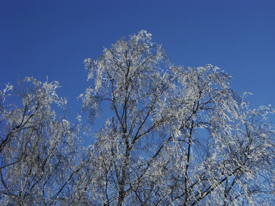 Schnee am 10.01.2009