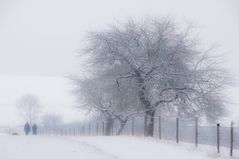 Schnee am Baum