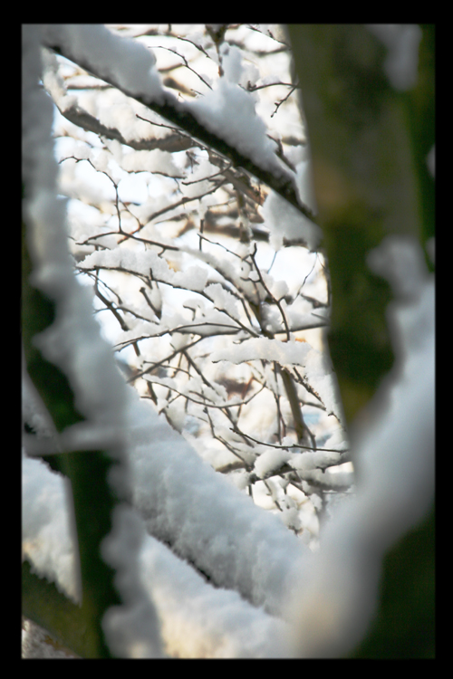 Schnee am Baum