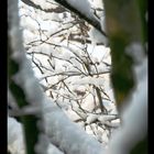 Schnee am Baum