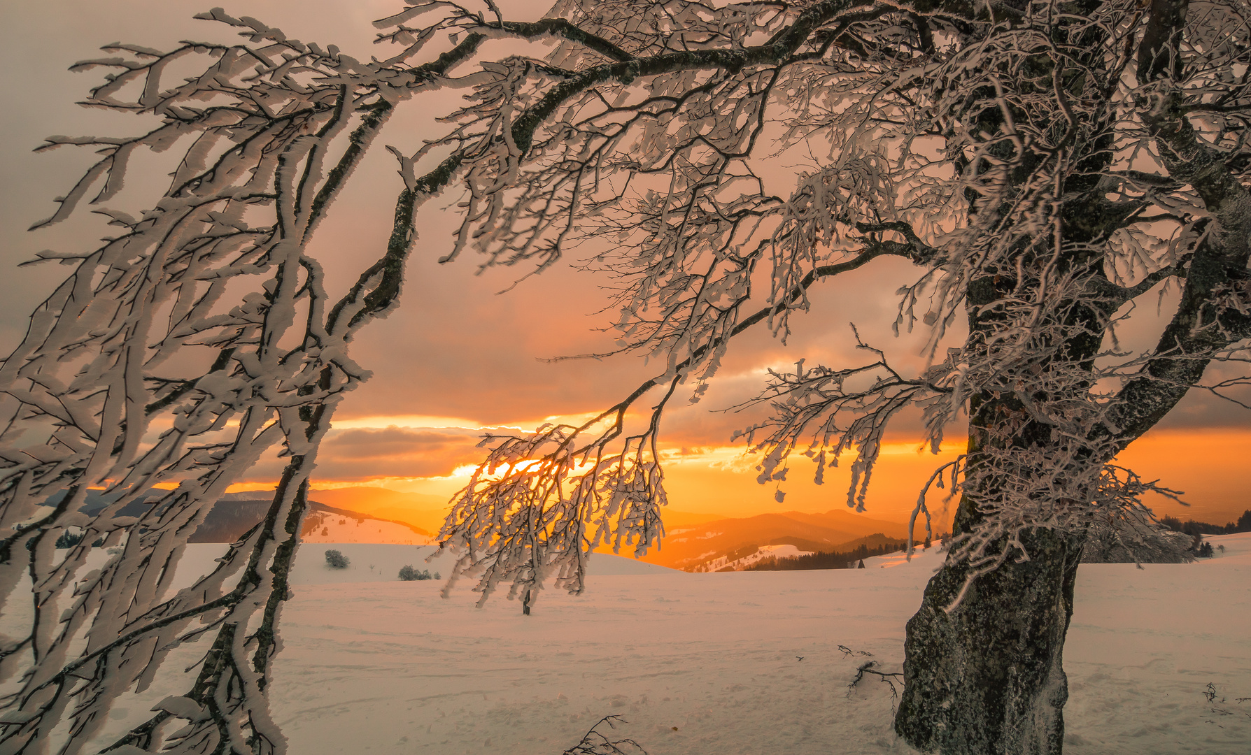 Schnee am Schauinsland bei Freiburg 