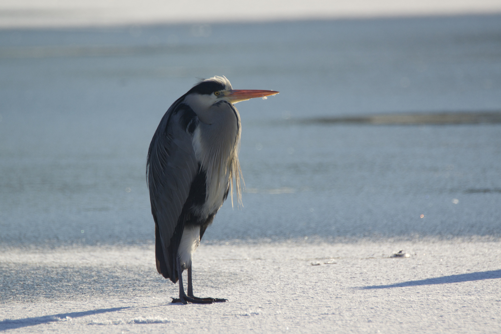 Schnee am Schnabel................