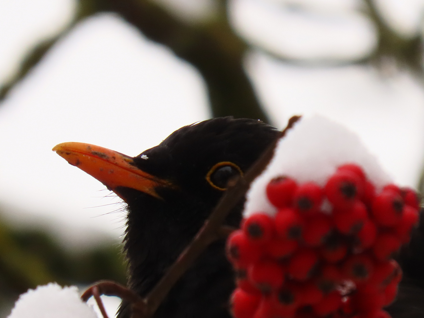 Schnee-Amsel  ;-)