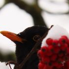 Schnee-Amsel  ;-)