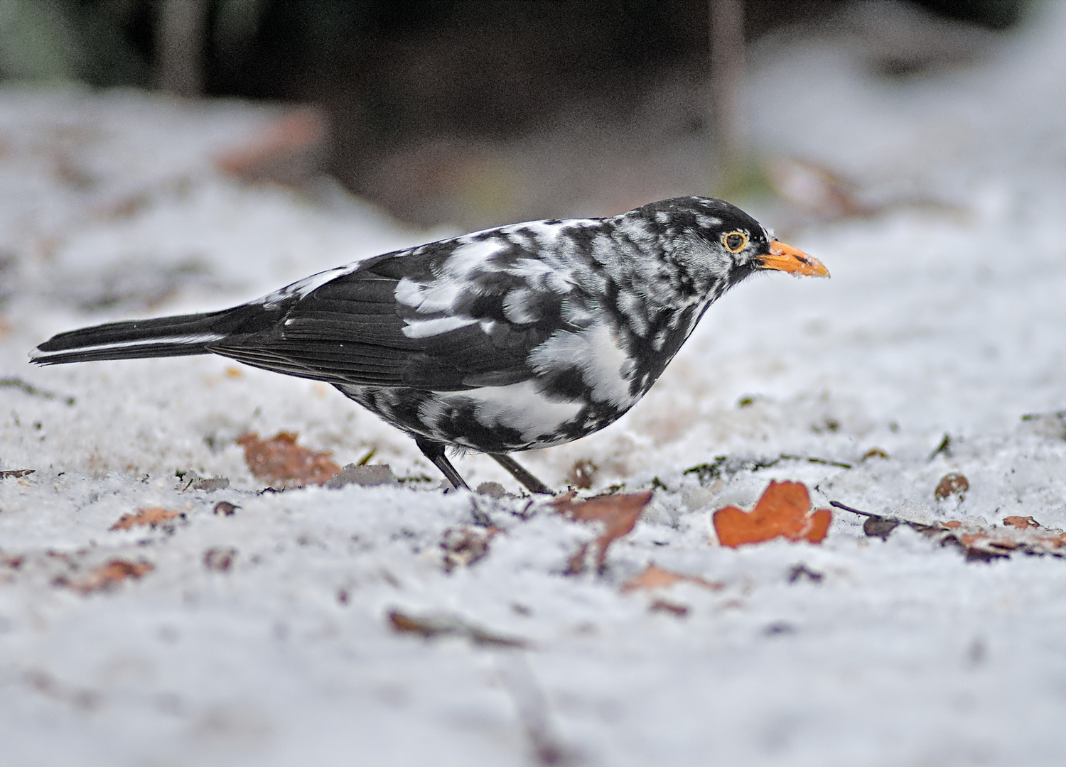 Schnee Amsel