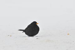 Schnee-Amsel