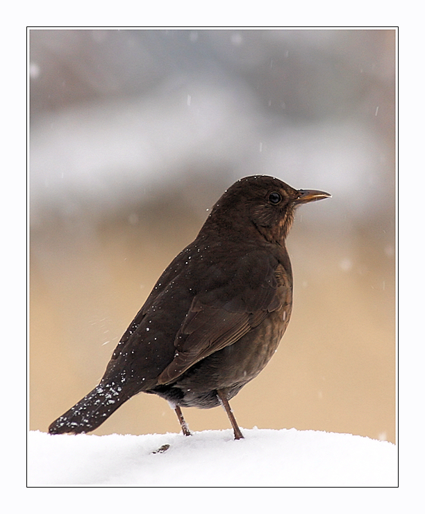 Schnee - Amsel