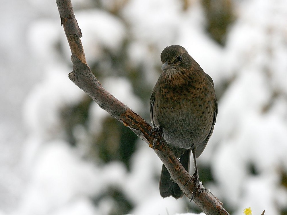 Schnee-Amsel