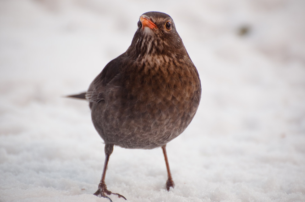 Schnee Amsel