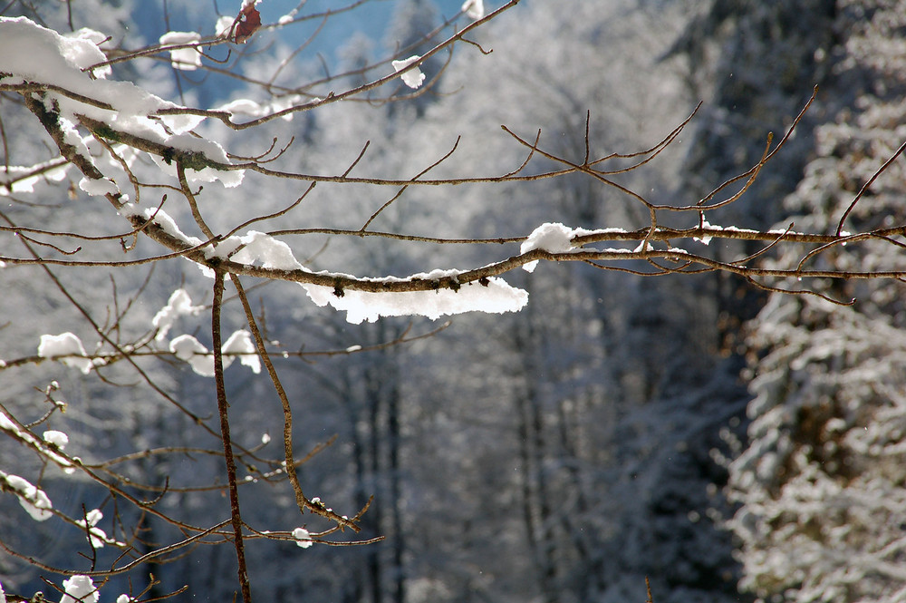 Schnee an einem Ast