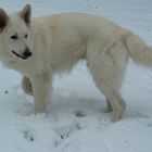 Schnee auch im Rheinland