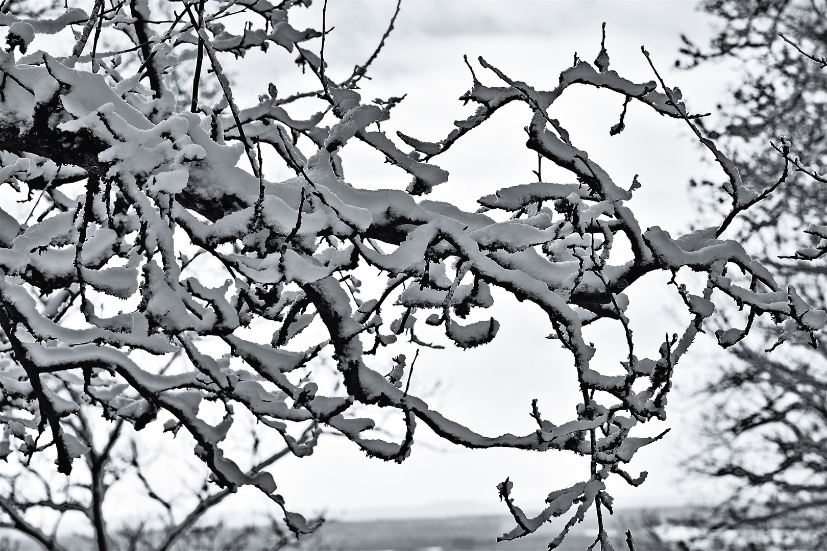 Schnee auf Ästen