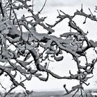 Schnee auf Ästen