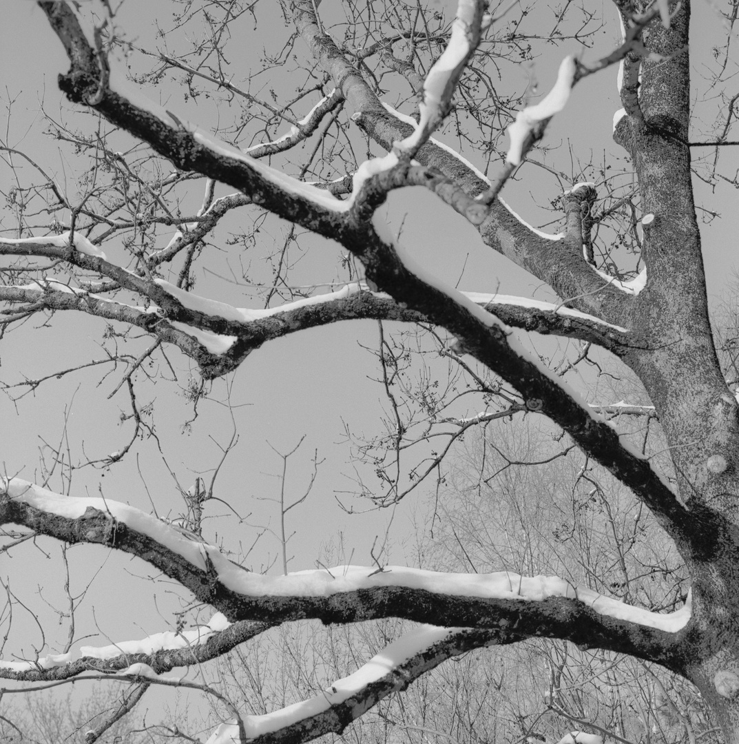 Schnee auf Baum