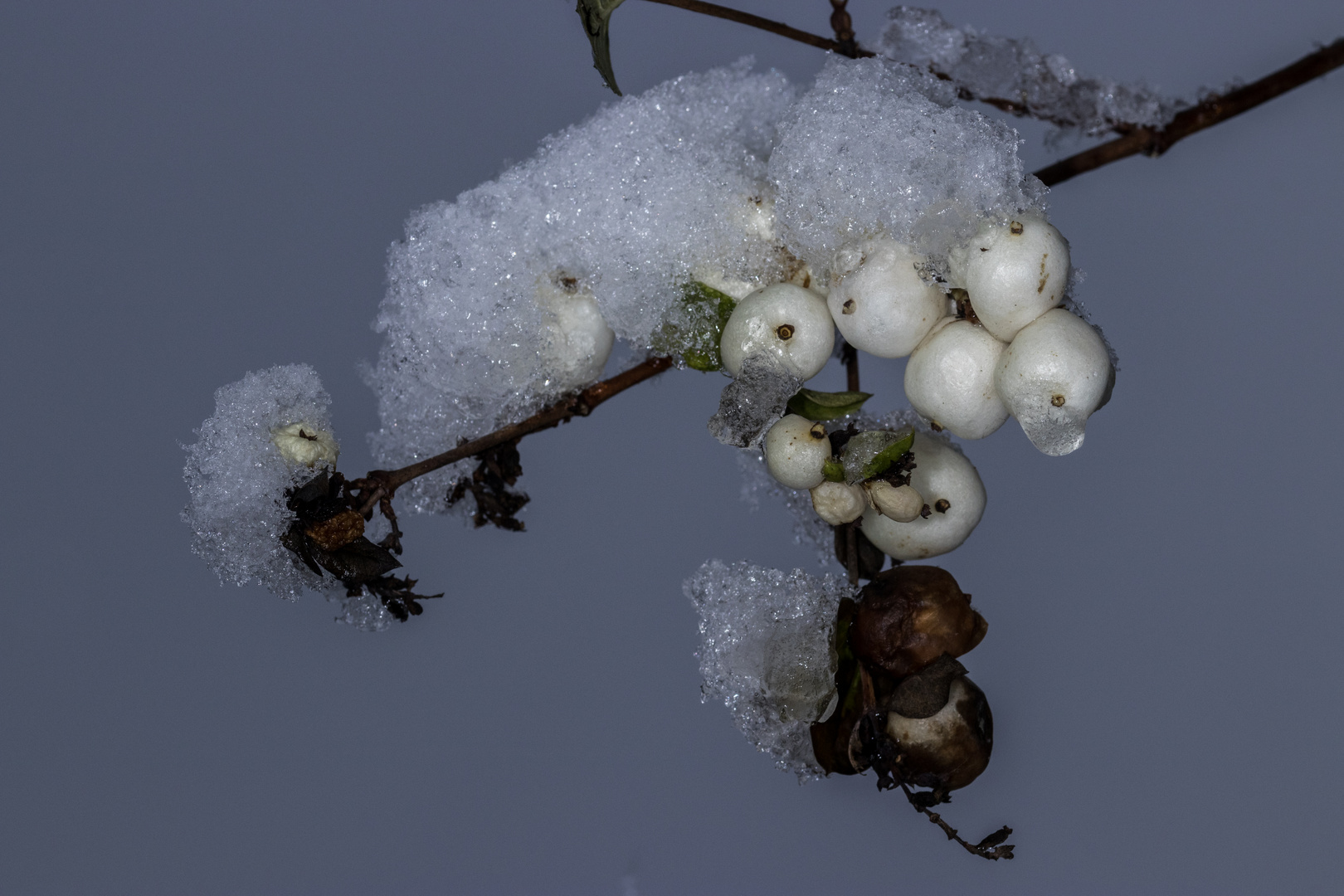 Schnee auf Beeren