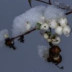 Schnee auf Beeren