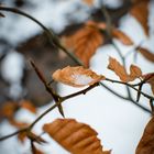 Schnee auf blätter