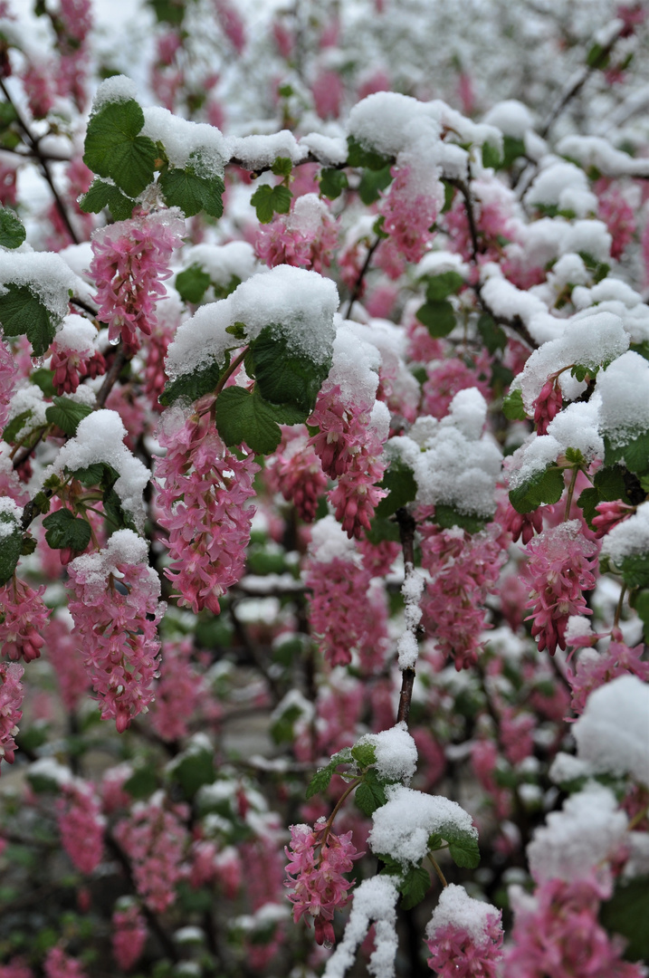Schnee auf Blüten der Blutjohannisbeere