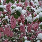 Schnee auf Blüten der Blutjohannisbeere