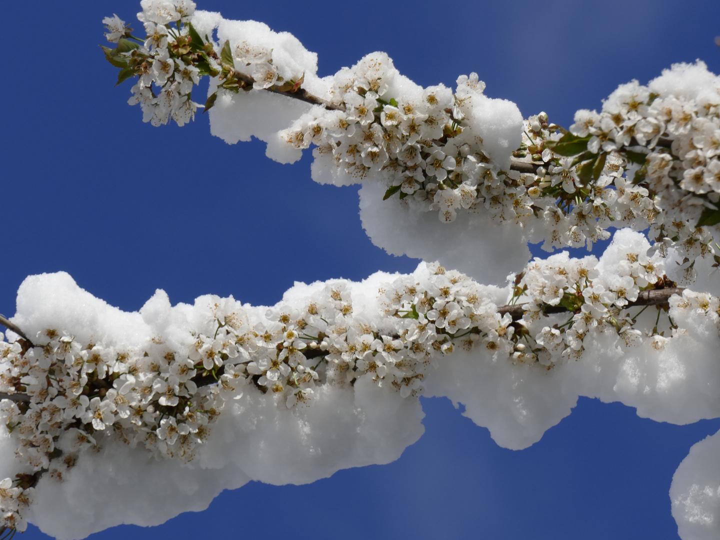Schnee auf Blütenträumen