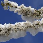 Schnee auf Blütenträumen